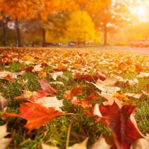Autumn park