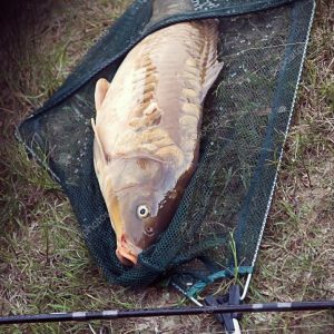 Fishing a big carp at the lake