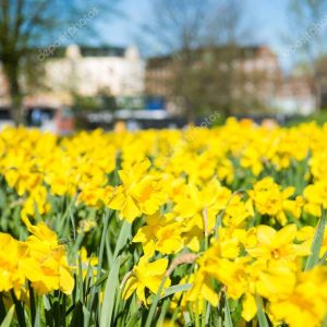 daffodils