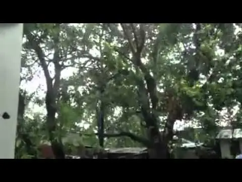 See what happens to the trees in the air divorce See what happens to the trees in the air divorce