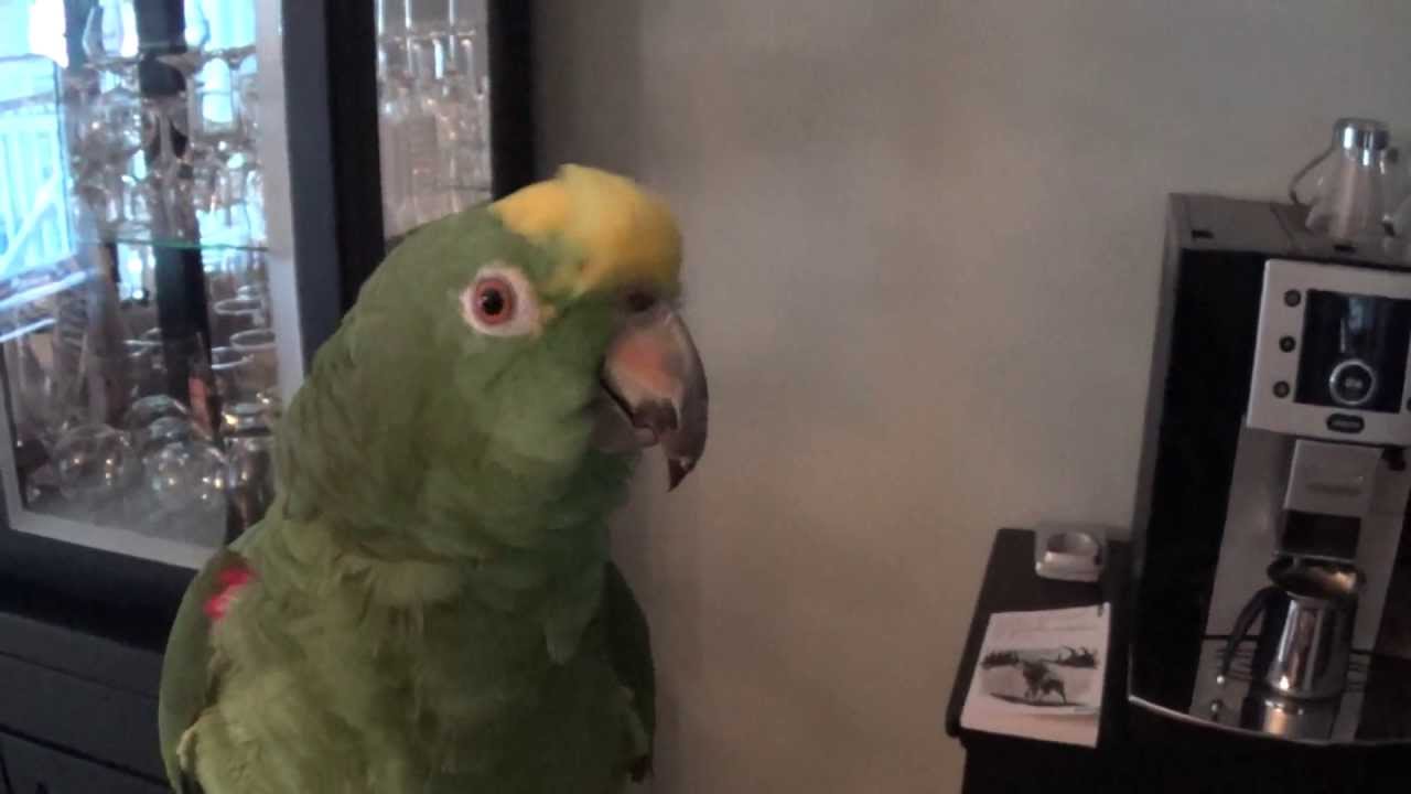 AMAZING parrot, talking to me – YouTube