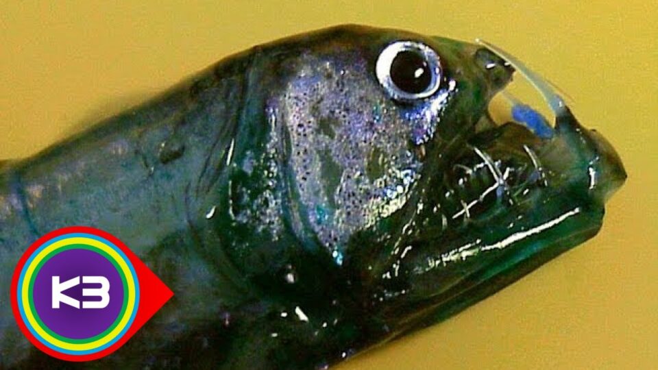 10 Truly Weird Organisms – YouTube