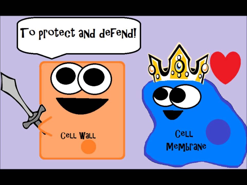 Are You Team Prokaryote or Team Eukaryote? – YouTube