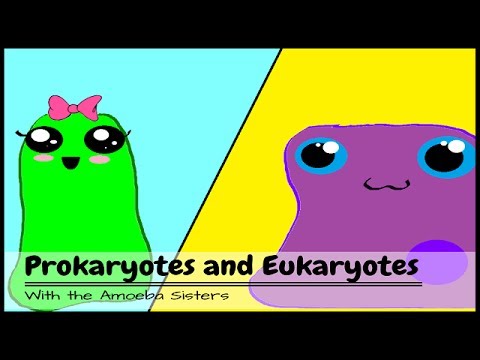 Eukaryote – Wikipedia, the free encyclopedia