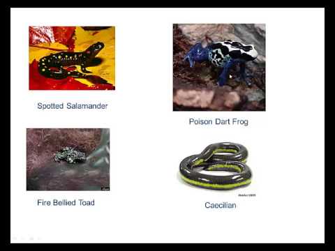 Phylum Chordata – YouTube