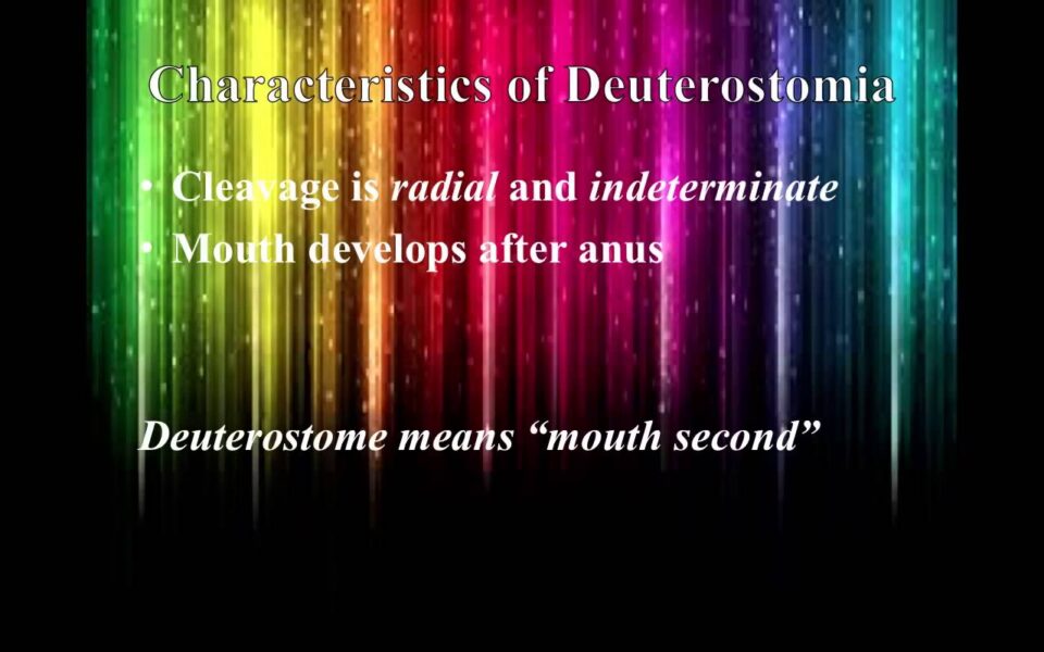 Superphylum Deuterostomia – YouTube