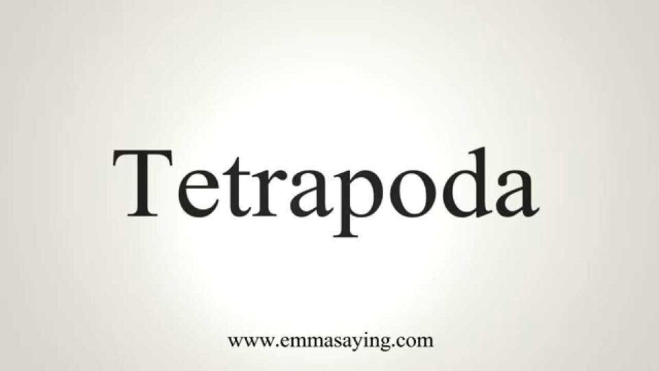 How to Pronounce Tetrapoda – YouTube