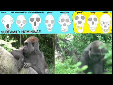 CLADOGRAM: HOMININAE – YouTube