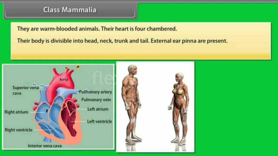 Class Mammalia – YouTube