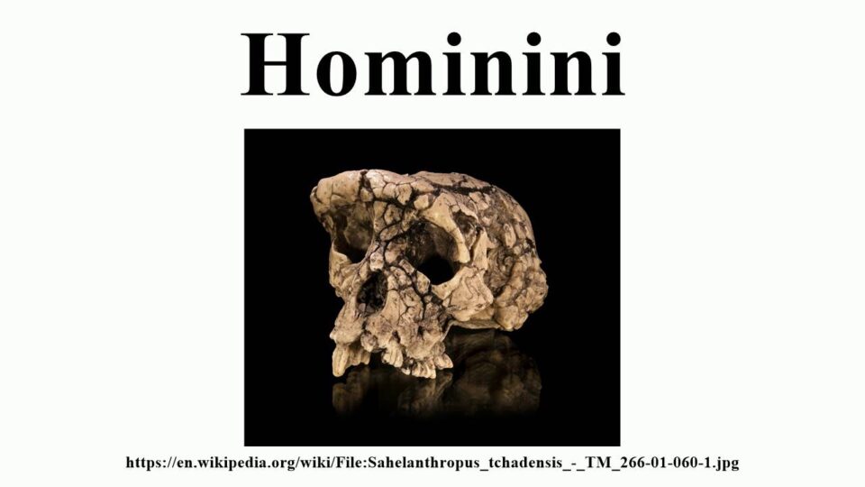 Hominini – YouTube