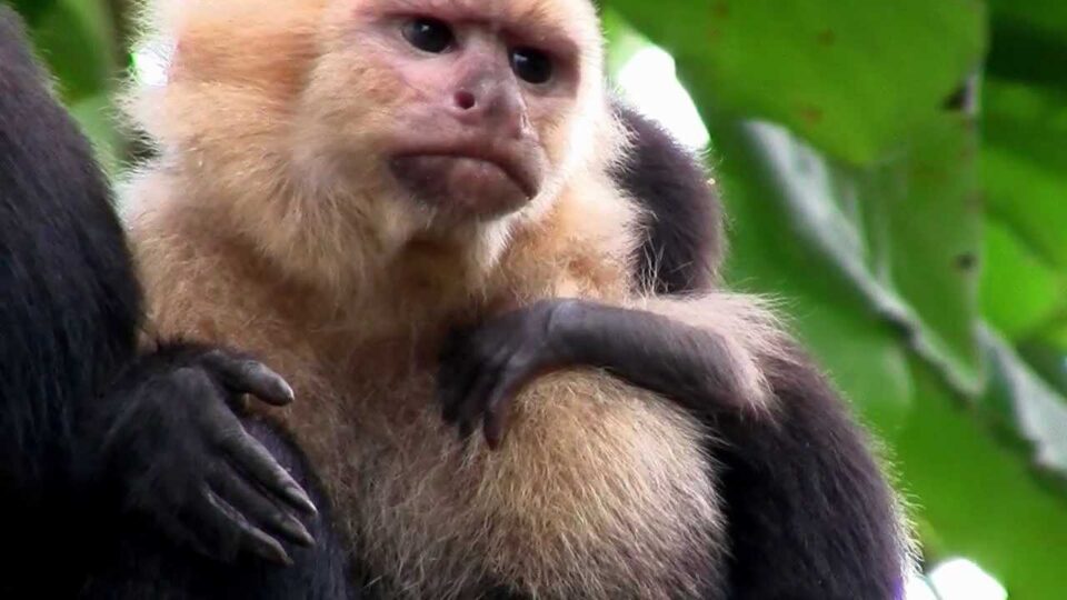 Primates- What is a Primate? – YouTube