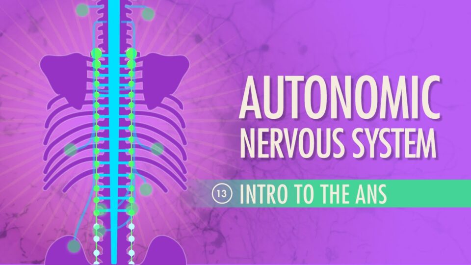 Autonomic Nervous System: Crash Course A&P #13 – YouTube