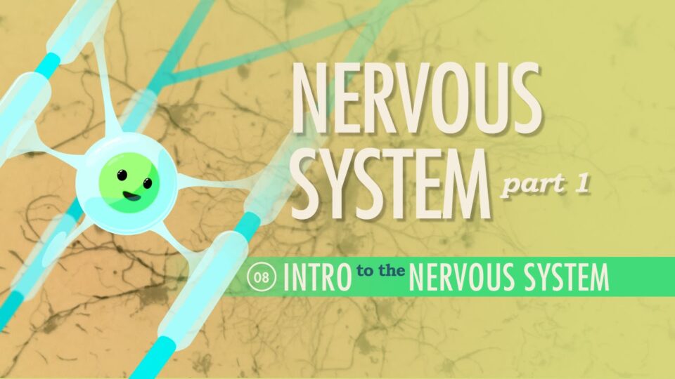 Autonomic nervous system – Wikipedia, the free encyclopedia