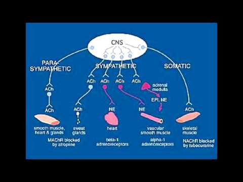 Central & Peripheral Nervous System Receptors – Cholinergic & Adrenergic – YouTube