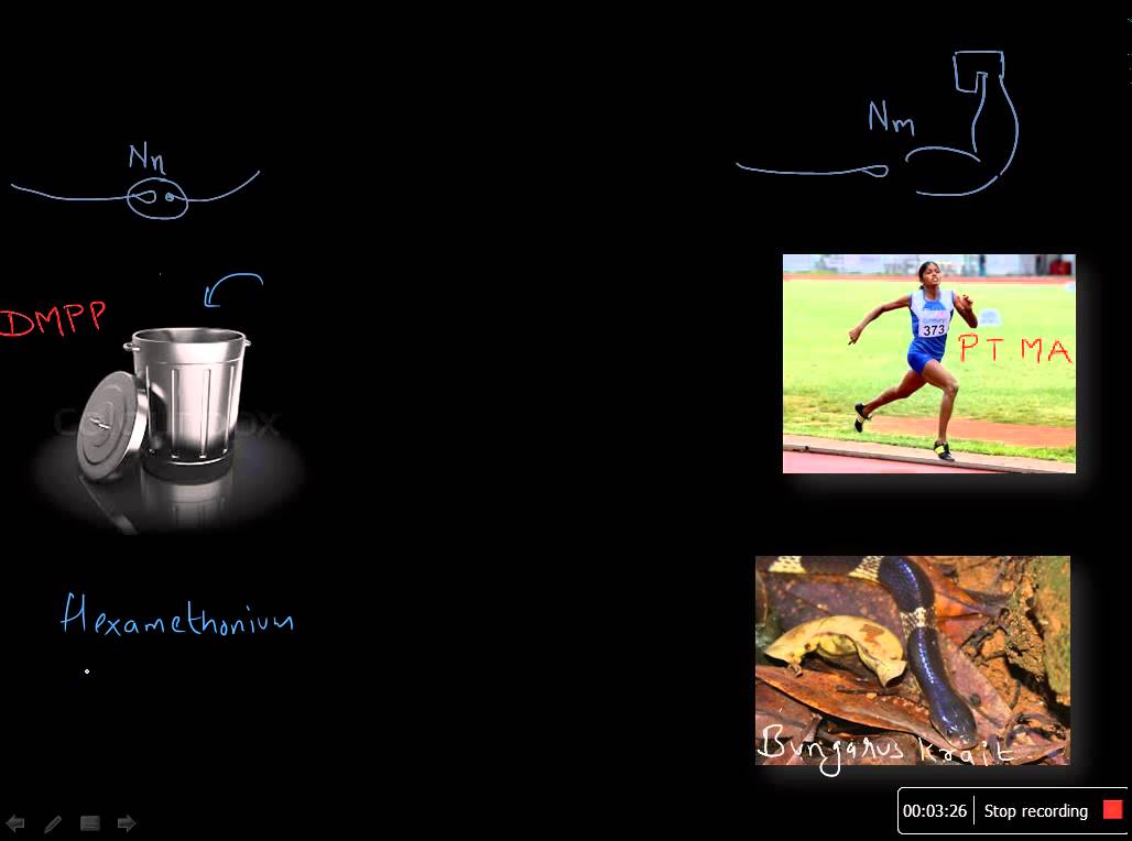 Cholinergic receptors – YouTube