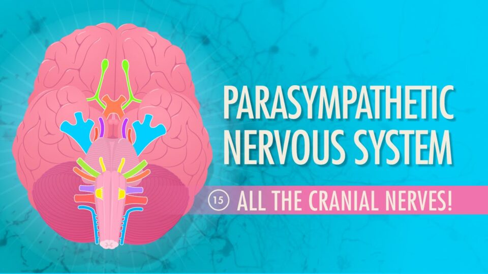 Parasympathetic Nervous System: Crash Course A&P #15 – YouTube