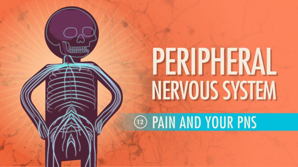 Peripheral Nervous System: Crash Course A&P #12 – YouTube