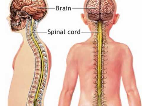 The Human Nervous System Part 1 – YouTube