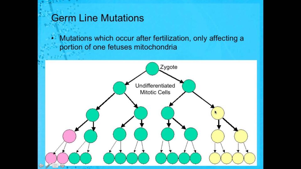 Mitochondrial DNA Anomalies and Nuclear Transplant