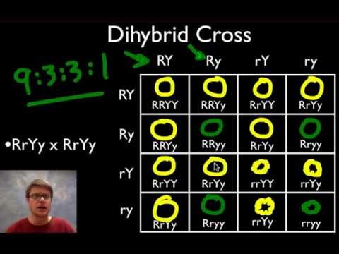 A Beginner’s Guide to Punnett Squares