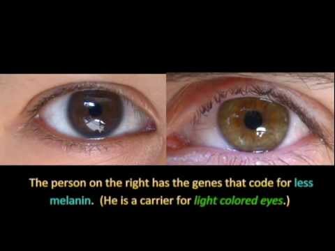 Genetics and Eye Color