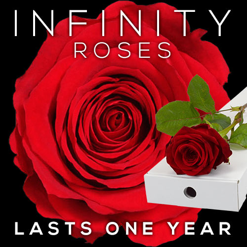INFINITY Letterbox Single RED Rose
