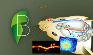 Cellular Mechanisms of Brain Function