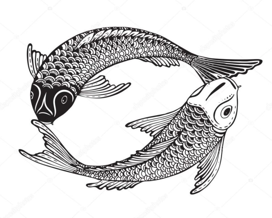 Hand drawn vector illustration of two Koi fishes (Japanese carp)