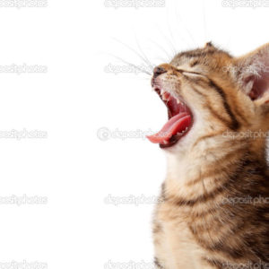 Roaring kitten