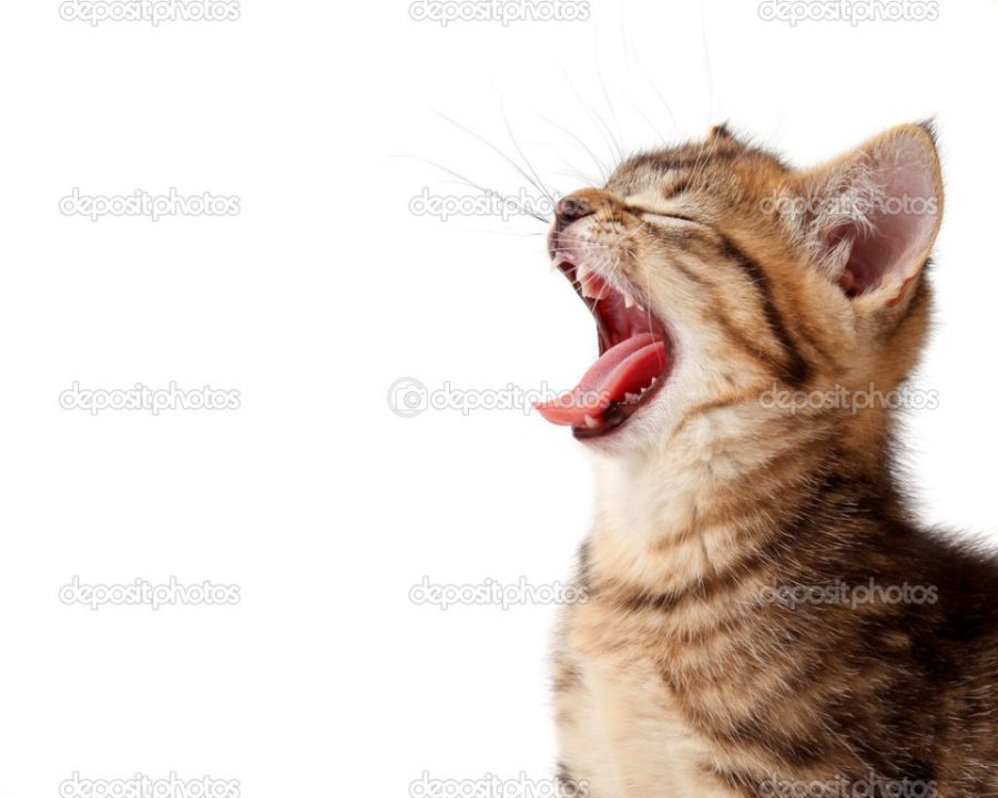 Roaring kitten