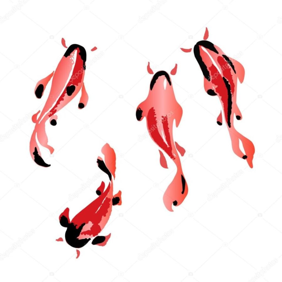 set of koi fish illustration