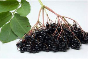 7 Giant Black Elderberry Seeds-1016A