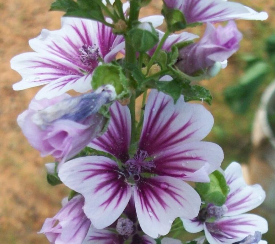 Malva sylvestris - 20 Purple and White Zebra Hollyhock Seeds