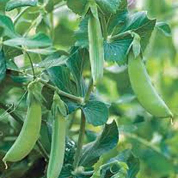 PEA SEED, EARLY ALASKA, HEIRLOOM, ORGANIC, NON GMO, 100+ SEEDS, GREAT PEAS