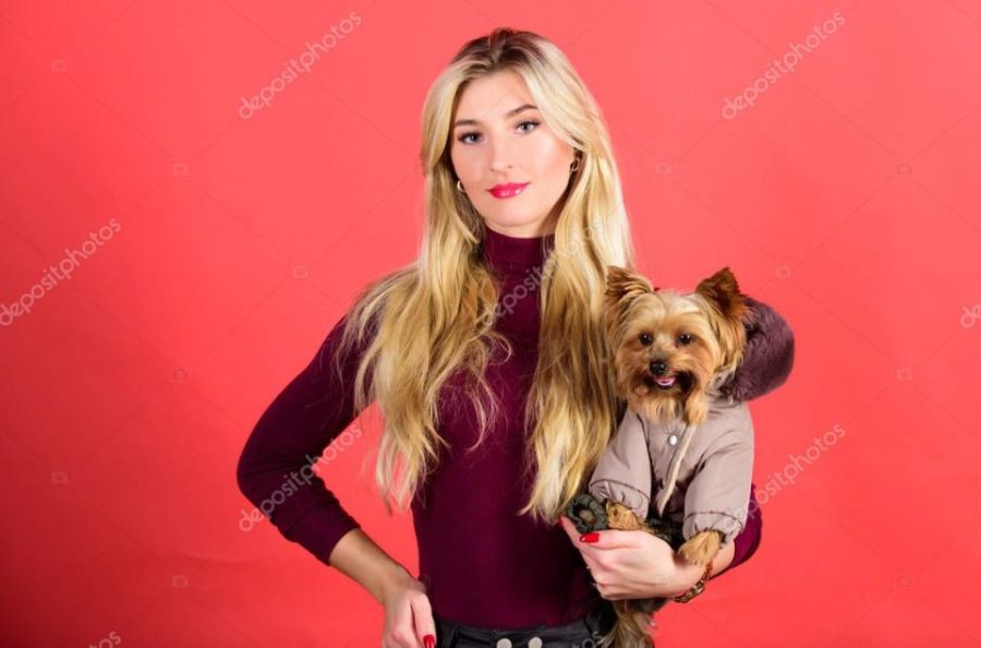 Dogs need clothes. Apparel and accessories. Pet supplies. Dressing dog for cold weather. Which dog breeds should wear coats. Girl adorable blonde hug little dog in coat. Woman carry yorkshire terrier
