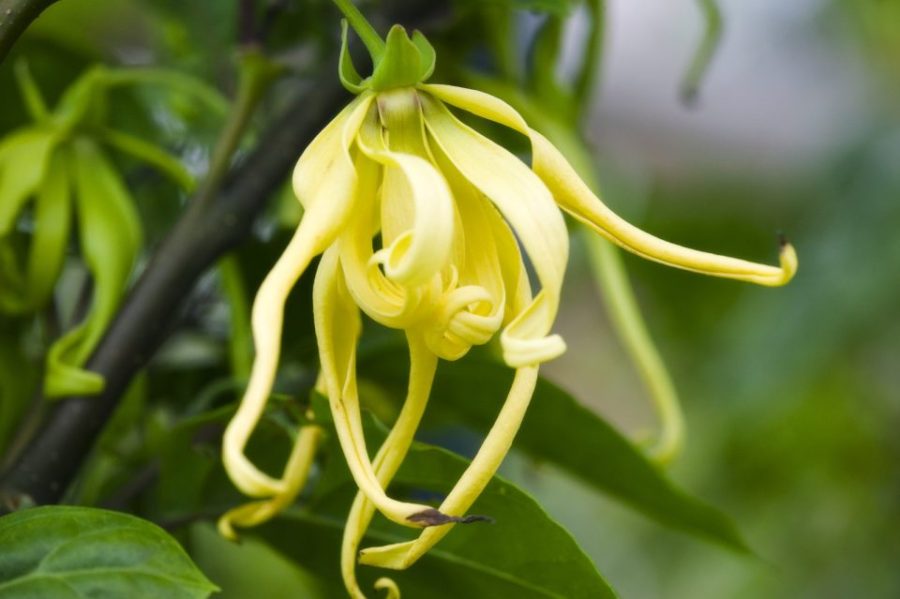 10 Cananga Odorata Ylang-Ylang - Rare Tropical Plant Tree Seeds