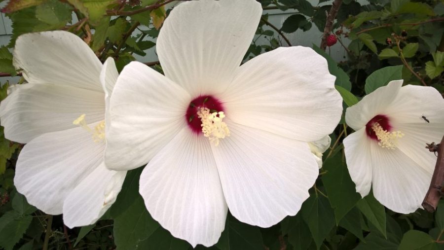 10 Hardy Giant Hibiscus moscheutos White variety 8'' Blooms flowers Seeds
