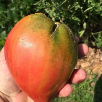 15 Australian Giant Ox Heart ... 15 heirloom Tomato seeds 1376
