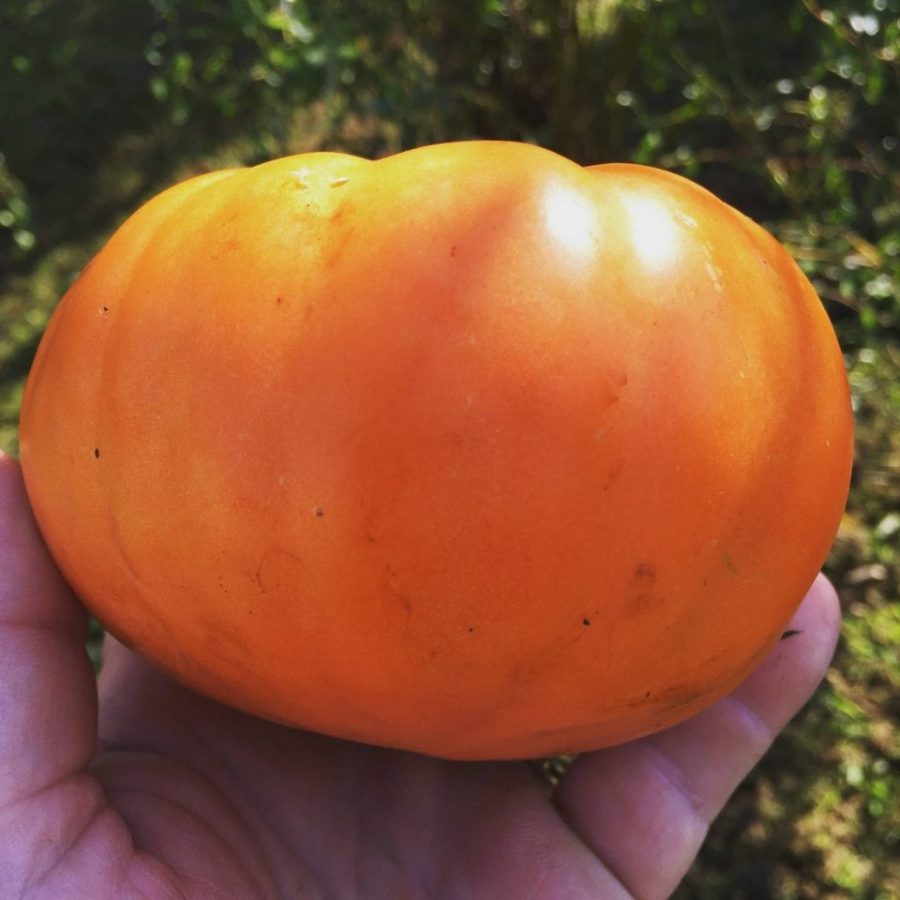 15 Giant persimmon tomato seeds--1378