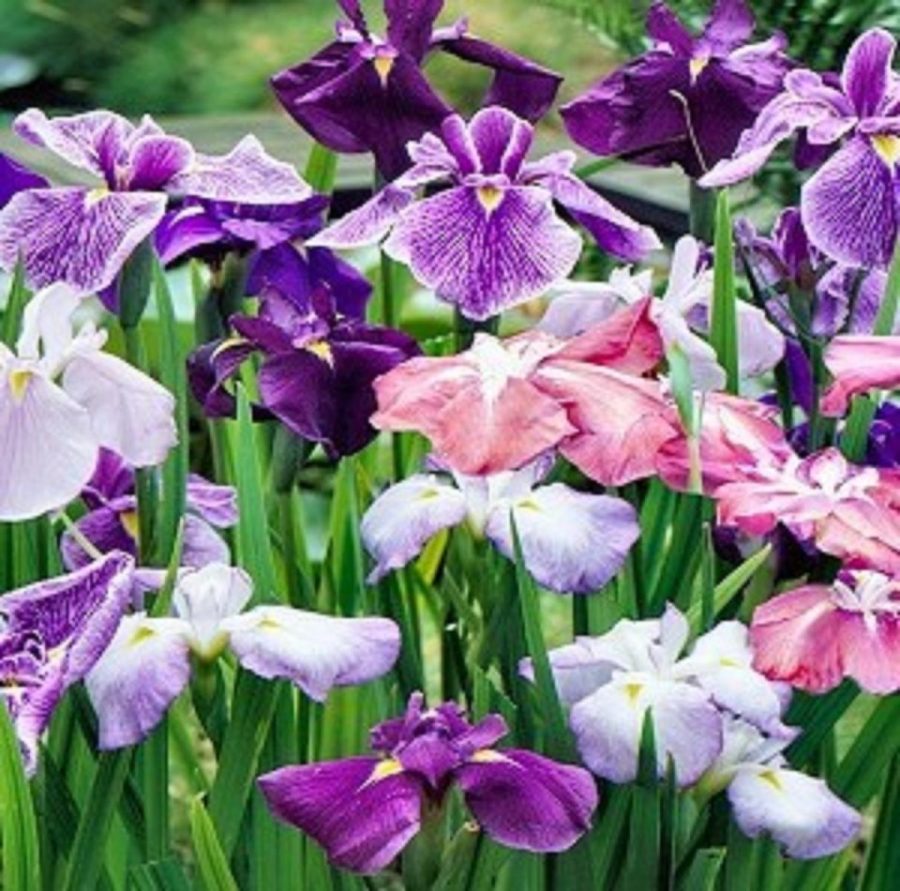 6 Seeds - Japanese Iris Ensata New Crop