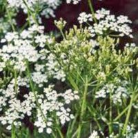 CARAWAY, HERB 100+ SEEDS ORGANIC, CAN USE SEEDS, PLANT AND ROOTS ON THIS HERB