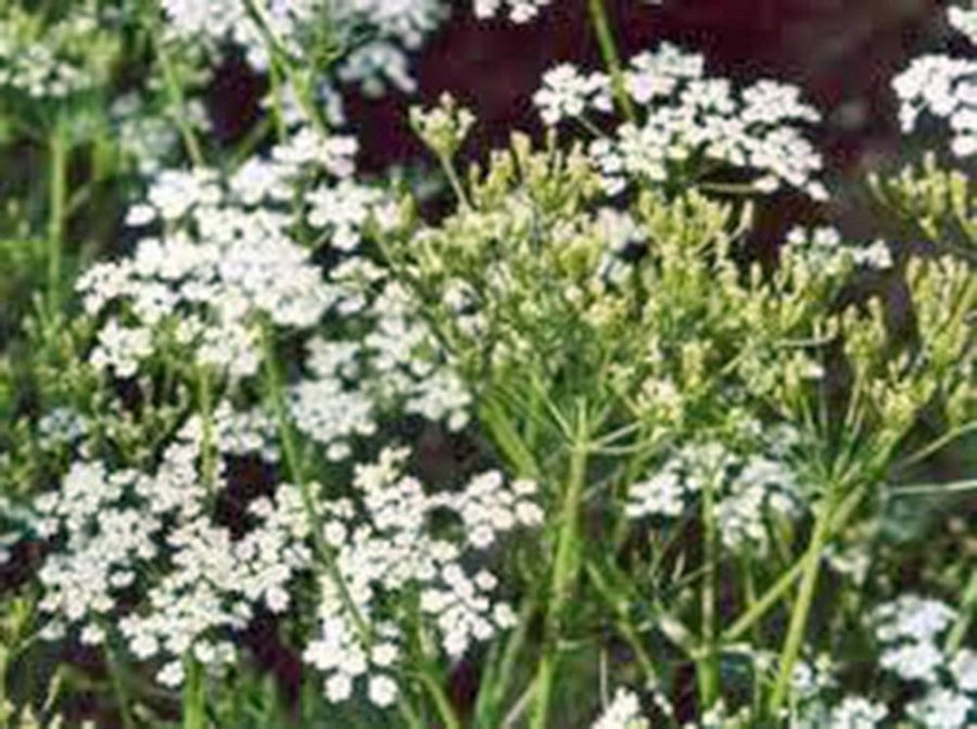 CARAWAY, HERB 100+ SEEDS ORGANIC, CAN USE SEEDS, PLANT AND ROOTS ON THIS HERB