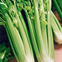 Celery Seed, Utah Tall, 25 Seeds, Heirloom, Non GMO, for Gardening
