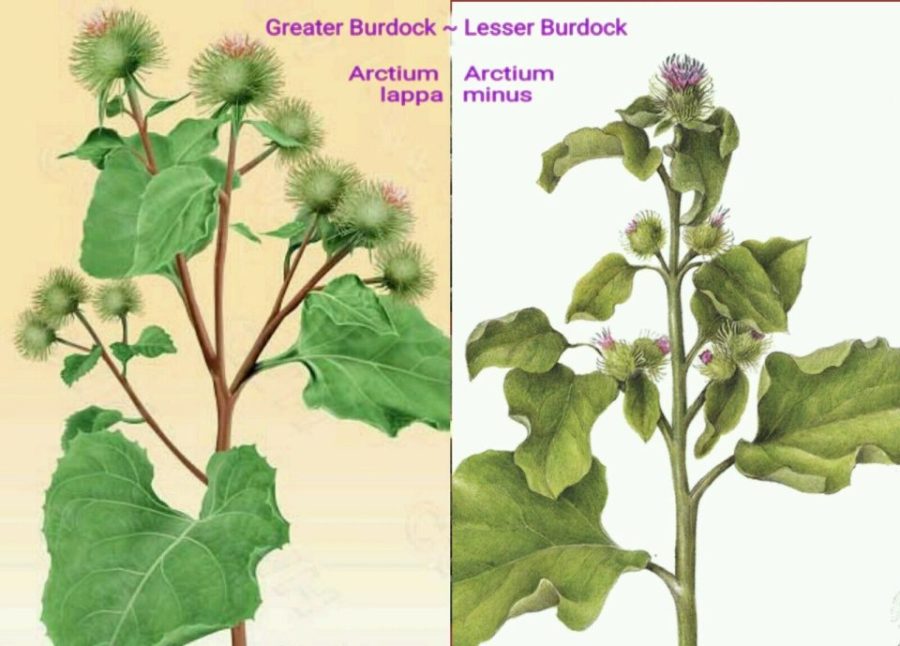 Greater Burdock & Lesser Burdock Wildflower ~ 20 seeds Each - US seller.