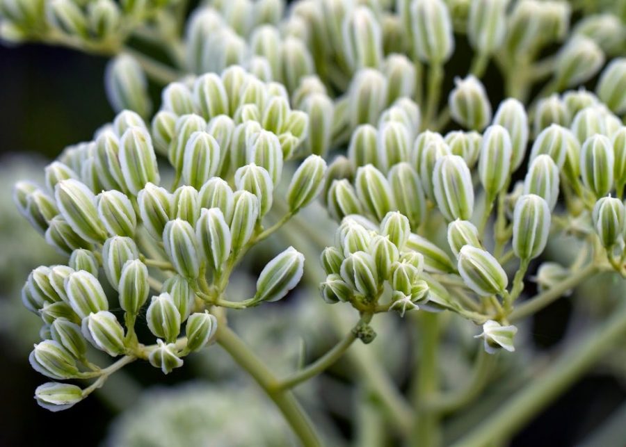Indian Prairie Plantain - Arnoglossum plantagineum - 50 seeds