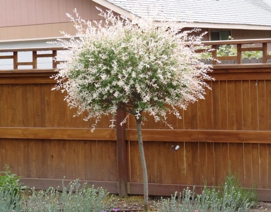 Japanese Dappled Nishiki Willow Shrub Tree in a Quart Pot