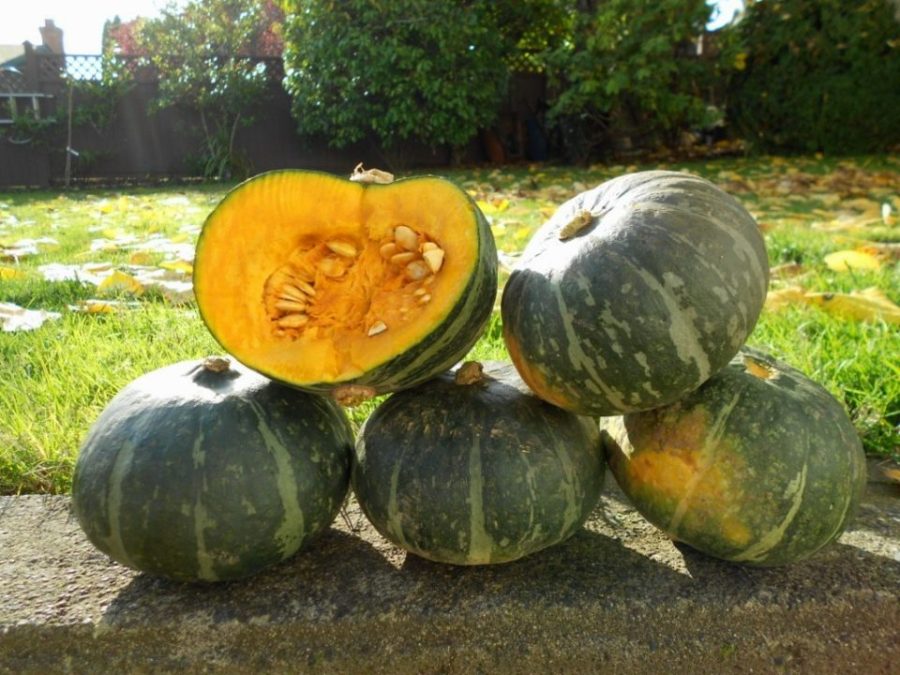 Organic Kabocha Squash - Japanese Pumpkin - 15 Seeds