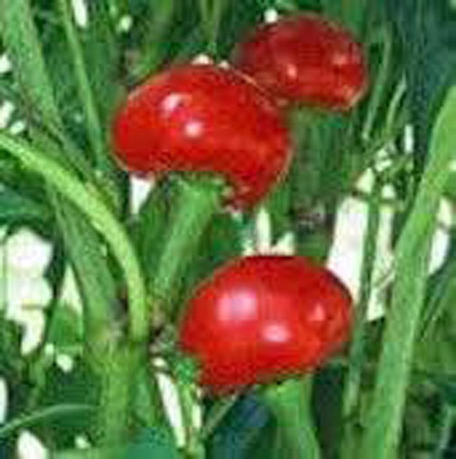 Pepper Seed, Red Sweet Cherry Seeds, Heirloom, Organic, NON-GMO, (100+seeds)