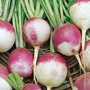 Turnip Seeds,Purple Top White Globe Turnip, Heirloom, Non GMO, 50 Seeds vegatabl