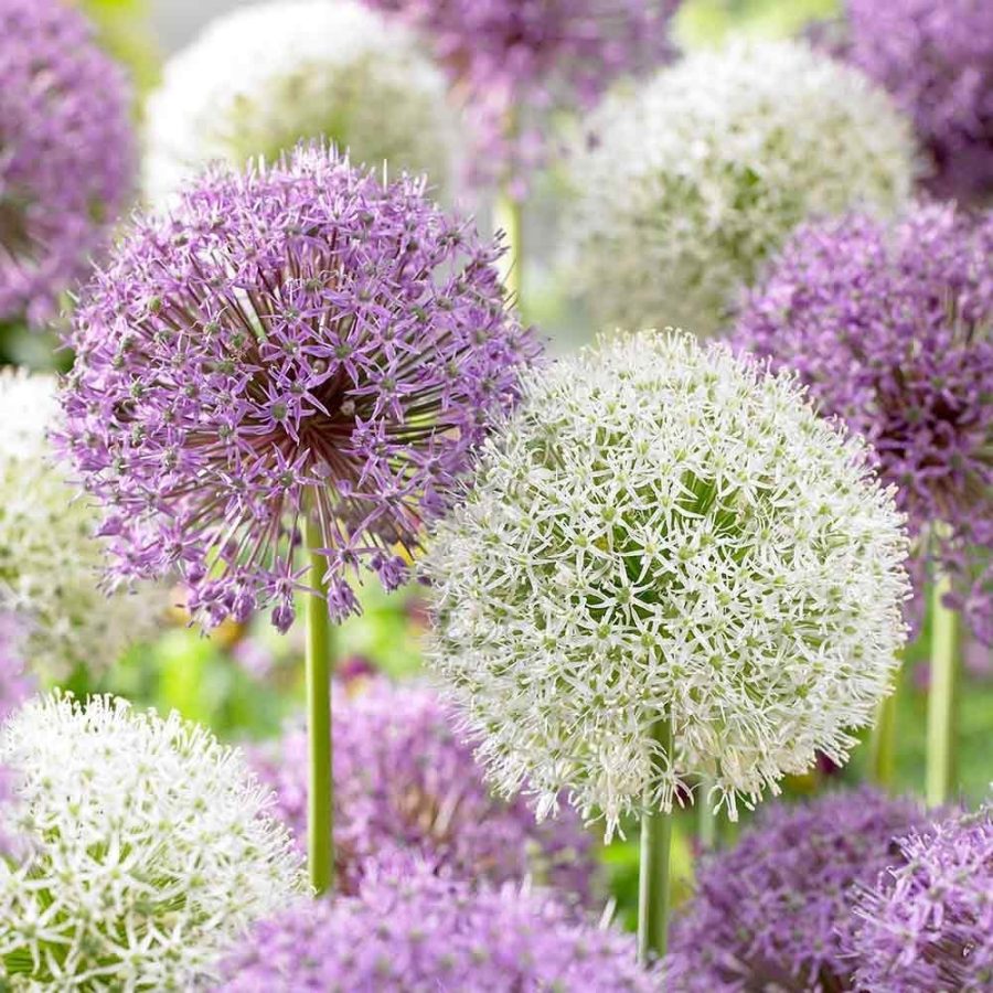 100 PCS Giant Allium Plant Seeds - Mixed Light Purple and White Colors GIM